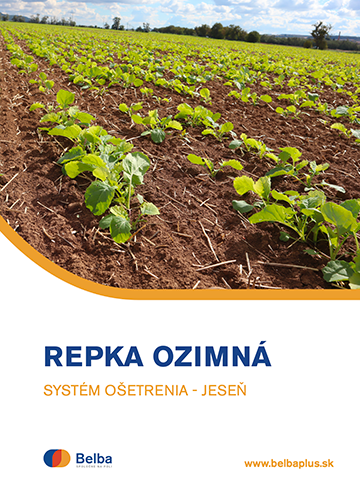 Repka ozimná – jeseň 2023