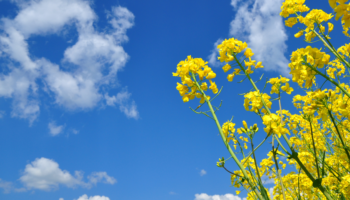 Sclerotinia v repke ozimnej – účinné riešenia pre sezónu 2025